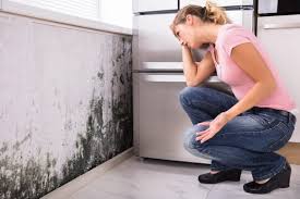 Best Basement Mold Removal  in Basile, LA